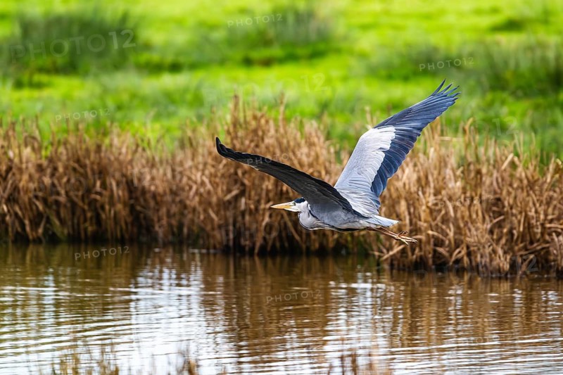 Grey Heron, Ardea cinerea, bird in winter on marshes in winter soft morning light, Devon, England, United Kingdom