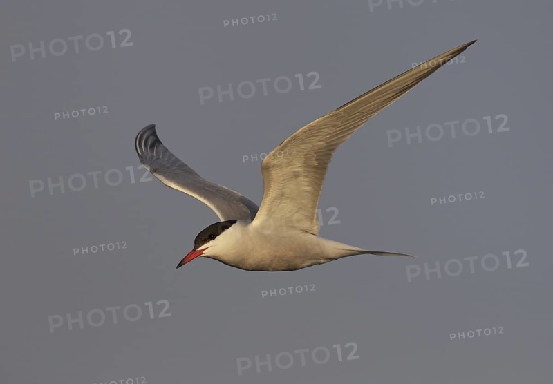 Common Tern (Sterna hirundo) flying, North Dakota, USA