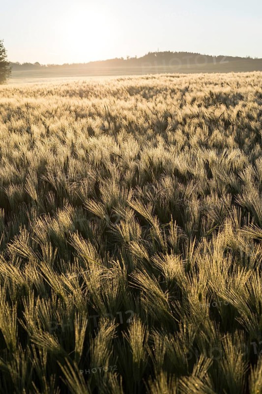 Shiny awns of barley (Hordeum vulgare) on a barley field in the morning light