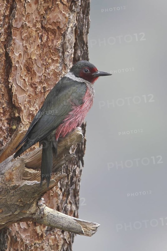Lewis's Woodpecker (Melanerpes lewis), British Columbia, Canada