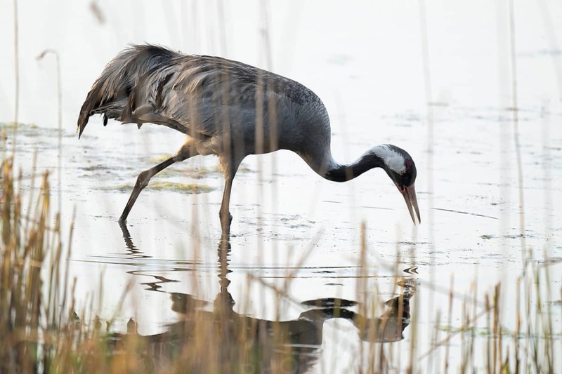 Crane (Grus grus) foraging in the shallow water zone of a lake, Lower Saxony, Germany