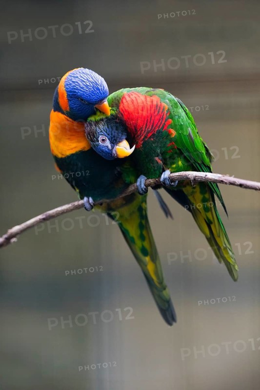 Rainbow Lorikeet (Trichoglossus haematodus), pair necking and preening with each other, native to Indonesia and Australia, captive, Germany