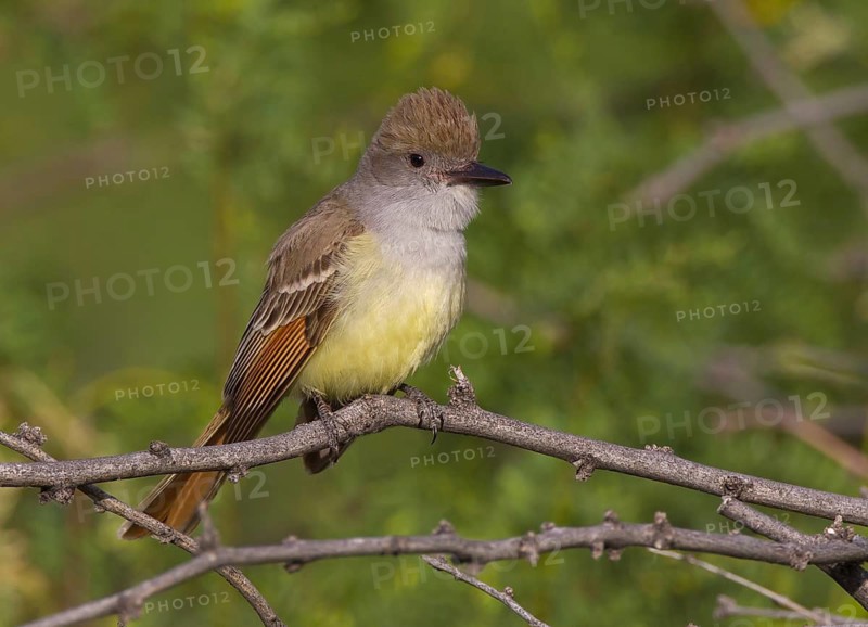 Brown-crested Flycatcher (Myiarchus tyrannulus) male, Arizona, USA