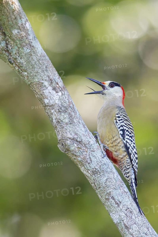 West Indian Woodpecker (Melanerpes superciliaris) perched on a branch in Cuba
