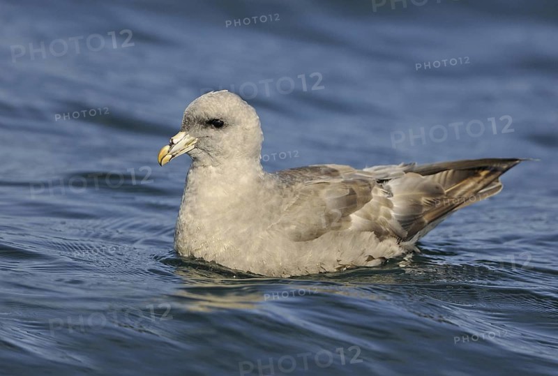 Northern Fulmar (Fulmarus glacialis), British Columbia, Canada
