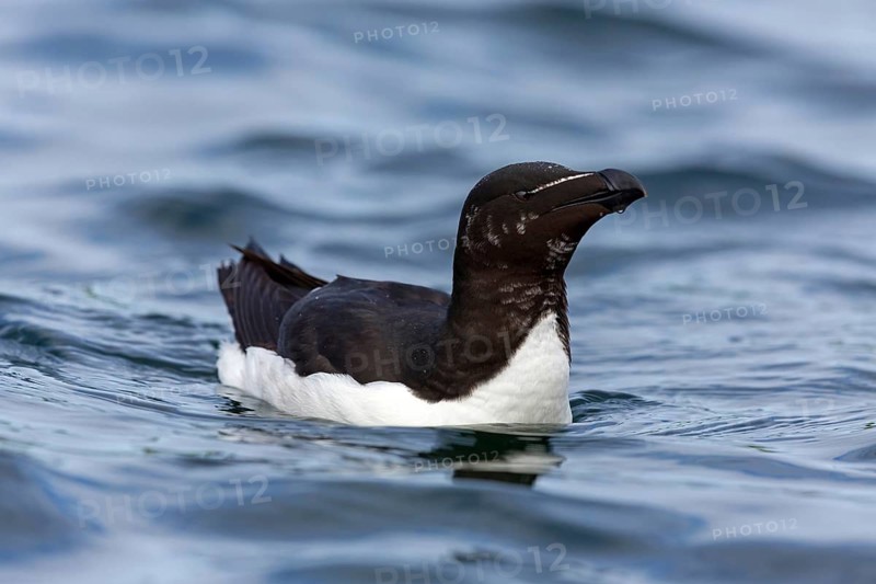Razorbill, (Alca torda), animals, birds, alcid family, swims in the water, Varanger Hornoya, Finnmark, Norway