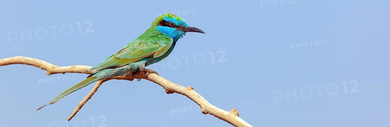 Emerald spint, (Merops orientalis), animal, animals, bird, birds, bee-eater, perching site Salalah, Mirbat, Dhofar, Oman