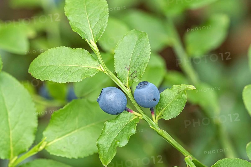 Blueberry fruit forest blueberry (Vaccinium myrtillus), Cambridge Botanical Garden, Germany