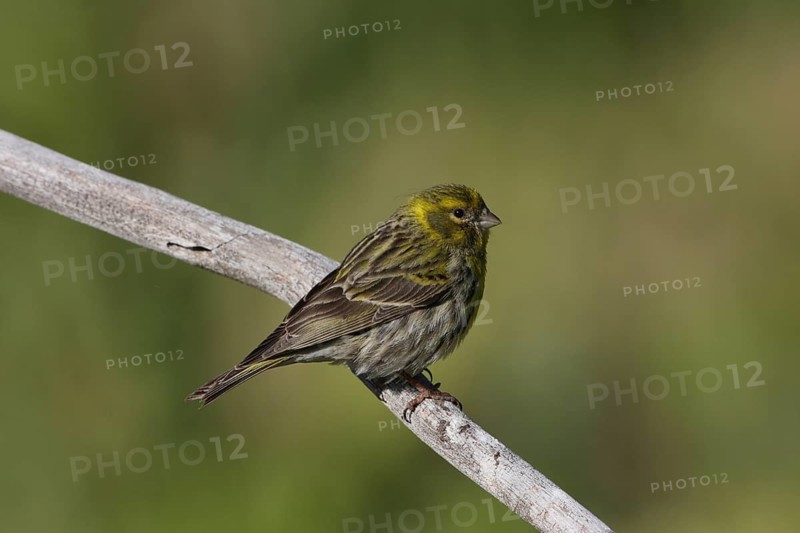Female Serinus serinus near Plasencia, Extremadura, Spain