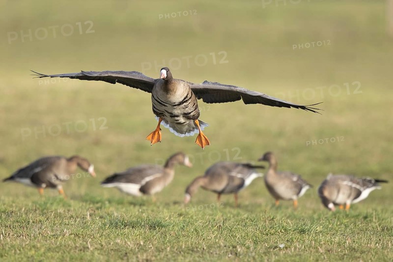 Greater White-fronted Goose (Anser albifrons) flying, North Rhine-Westphalia, Germany
