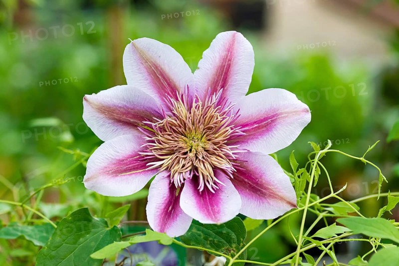 Clematis (Clematis EMPRESS®)