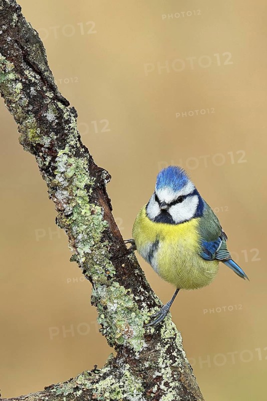 Blue tit (Parus caeruleus), sitting on a branch overgrown with lichen, Wilnsdorf, North Rhine-Westphalia, Germany