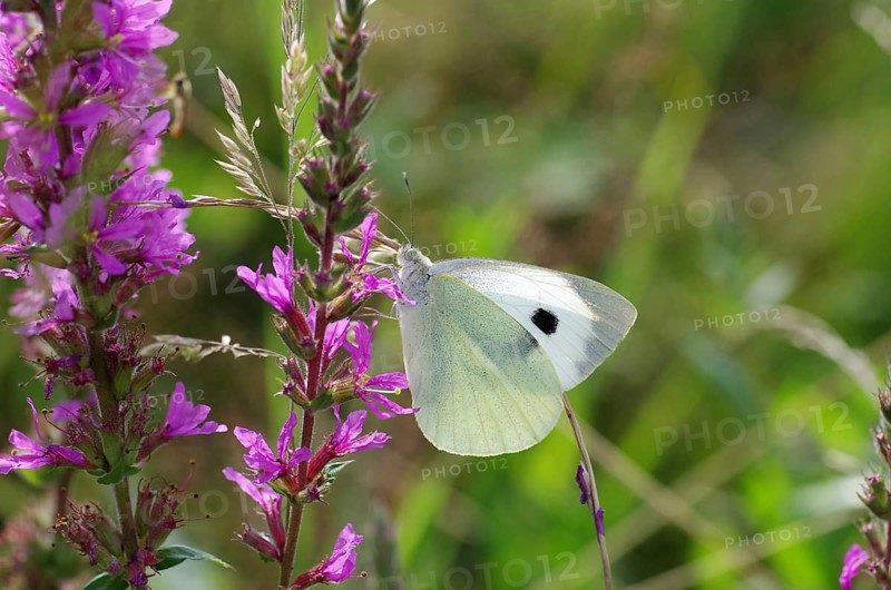 Cabbage butterfly (Pieris brassicae), flower, nectar