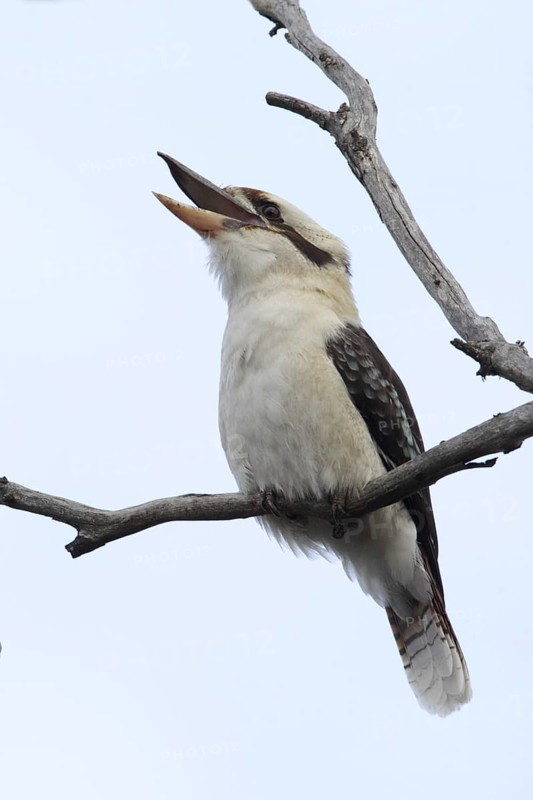Laughing Kookaburra (Dacelo novaeguineae), Victoria, Australia