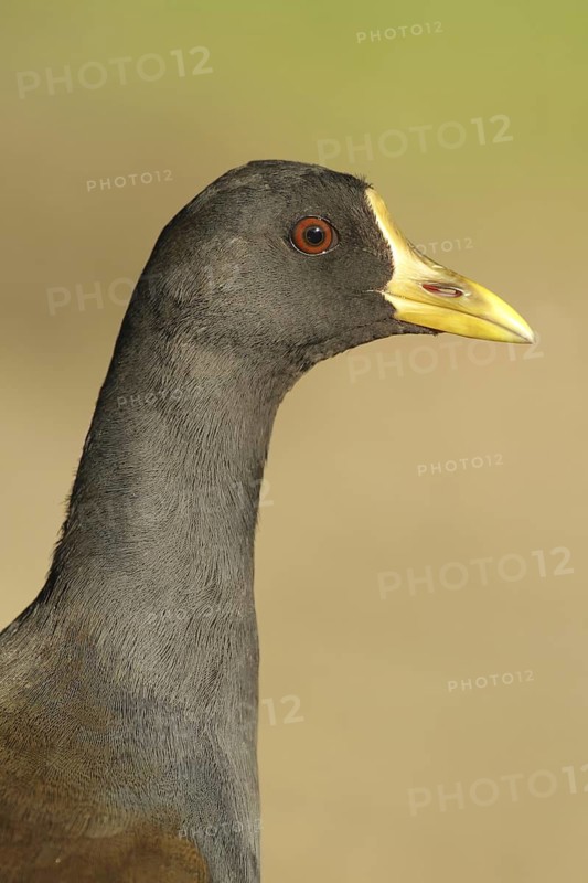 Common Moorhen (Gallinula chloropus), Aargau, Switzerland