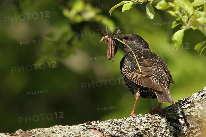Common Starling (Sturnus vulgaris), with feed in beak, Lower Saxony, Germany