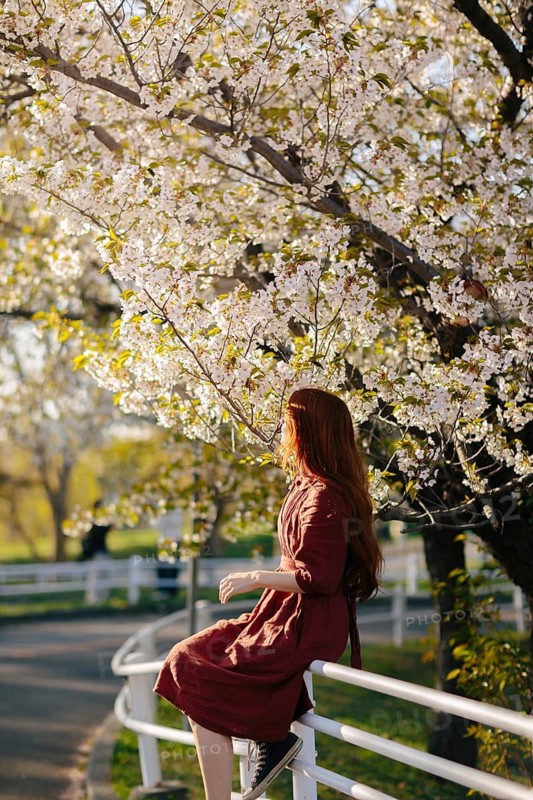 A serene scene of a person in a red dress enjoying the beautiful sakura blossoms. The soft sunlight enhances the vibrant flowers and tranquil atmosphere of springtime in Japan