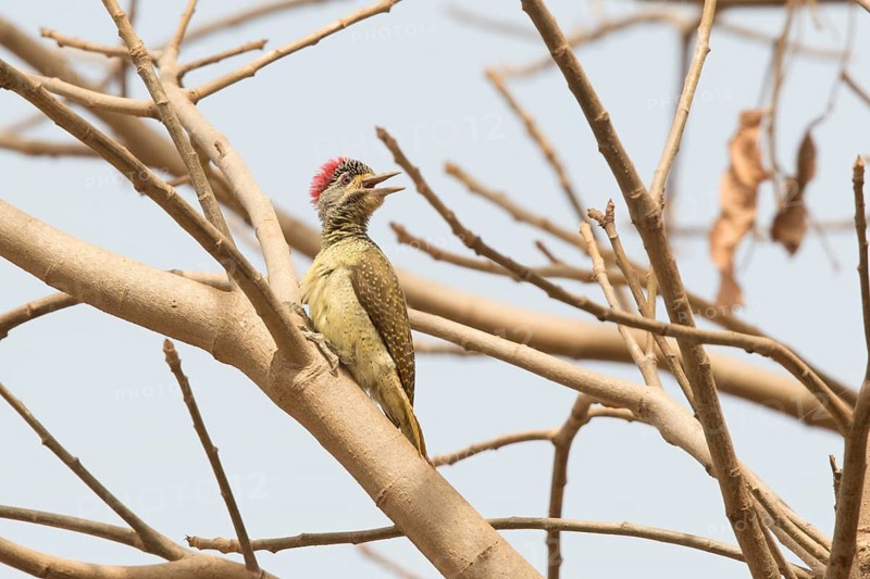 Fine-spotted Woodpecker (Campethera punctuligera) female, Gambia