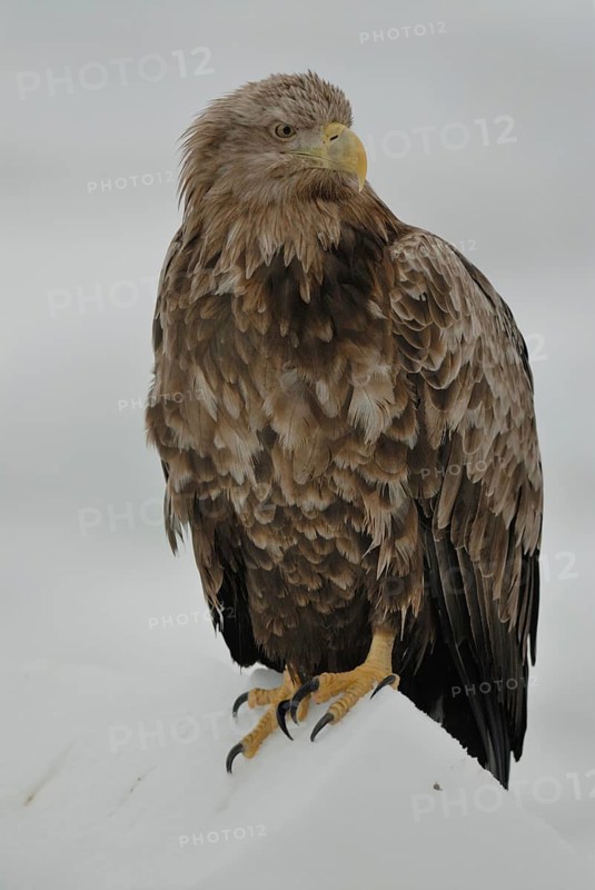 White-tailed Eagle (Haliaeetus albicilla), Hokkaido, Japan