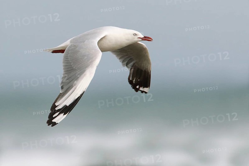 Silver Gull (Chroicocephalus novaehollandiae) flying, Victoria, Australia
