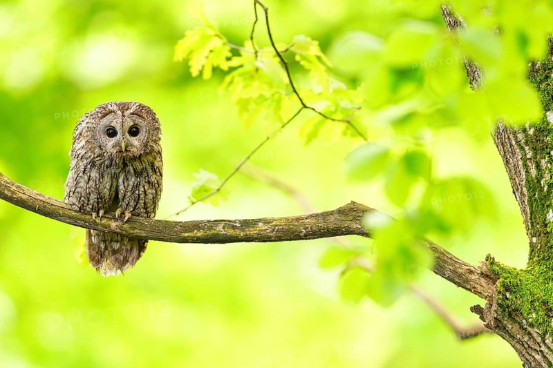 Tawny owl, (Strix aluco), perch, autumn, autumn forest, golden October, animals, birds, owl family, Ormoz area, Ormoz, Podravska, Slovenia