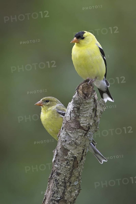 American Goldfinch (Spinus tristis), Ontario, Canada