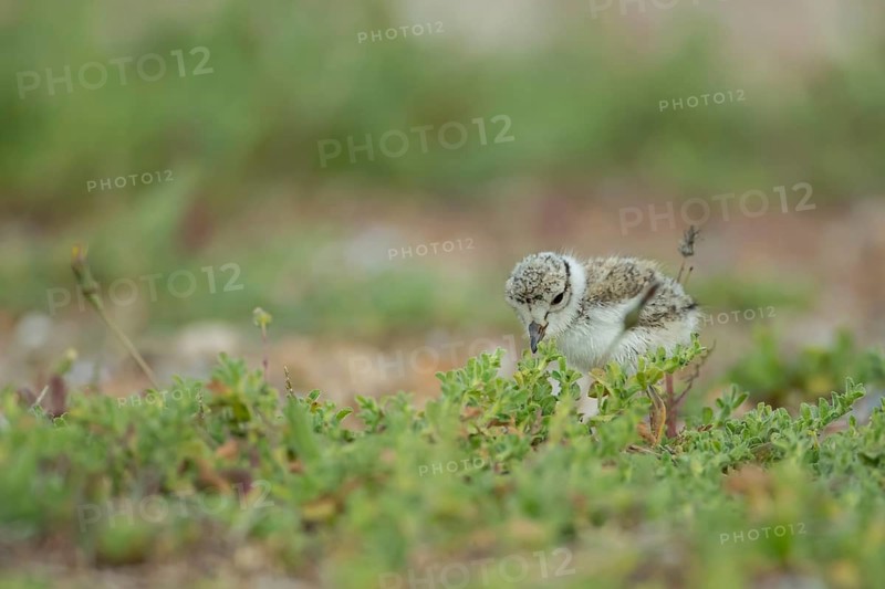 Ringed plover (Charadrius hiaticula) juvenile baby chick wading bird on a beach, Suffolk, England, United Kingdom