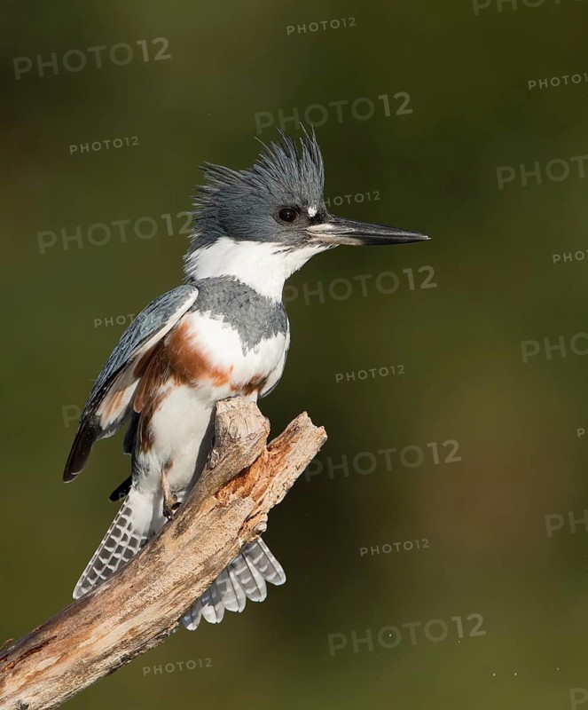 Belted Kingfisher (Megaceryle alcyon) female perched on a branch, Florida, USA