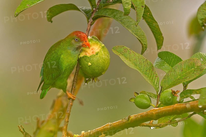Sri Lanka hanging Parrot (Loriculus beryllinus) bei Frühstück im Regenwald von Sri Lanka