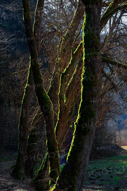 Mossy trees in backlight, Auseßtal, Upper Franconia, Bavaria, Germany