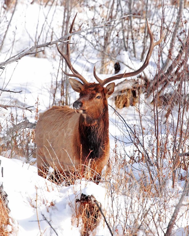 A american elk (Cervus canadensis), Wapiti, Wyoming, Unitd States