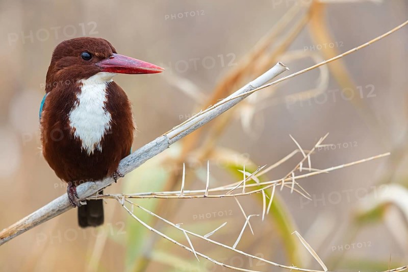 Brown kingfisher, (Halcyon smyrnensis), family of kingfishers, on perch, animals, birds, Israel