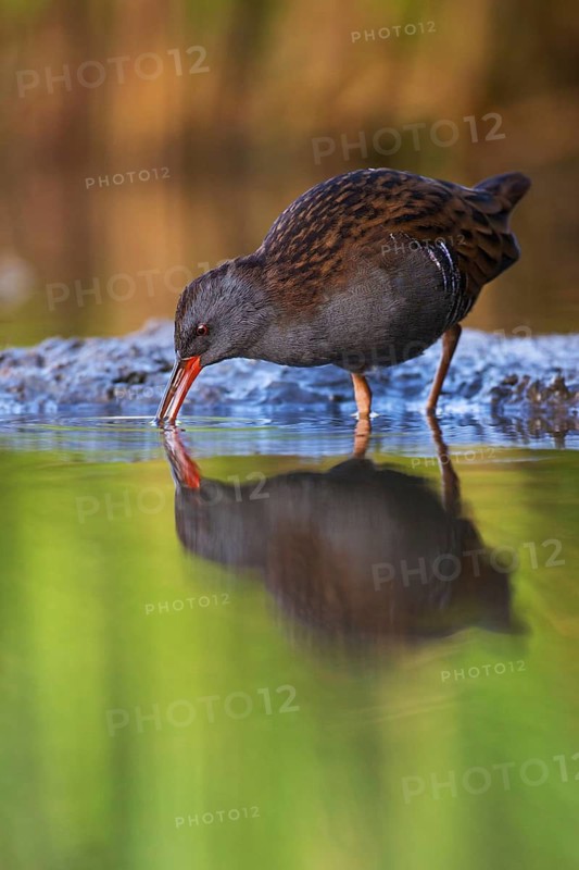 Water Rail (Rallus aquaticus) foraging, Saxony, Germany