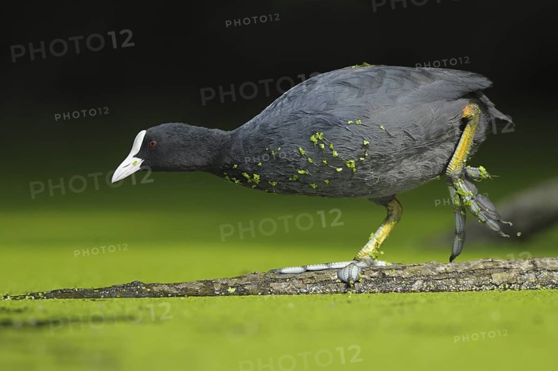 Eurasian Coot (Fulica atra), North Rhine-Westphalia, Germany