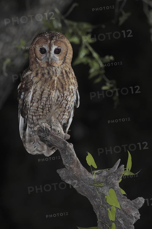 Tawny Owl (Strix aluco), Andalusia, Spain