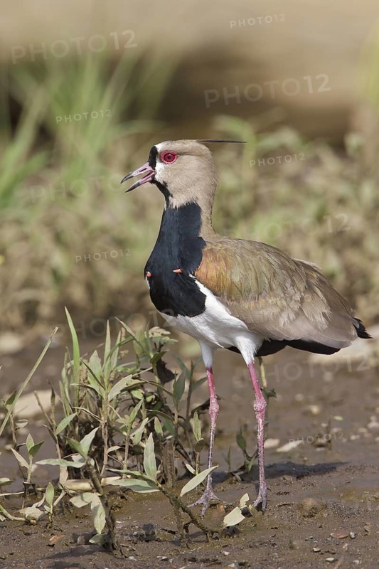 Southern Lapwing (Vanellus chilensis) feeding along the shore of a river in Costa Rica, Central America