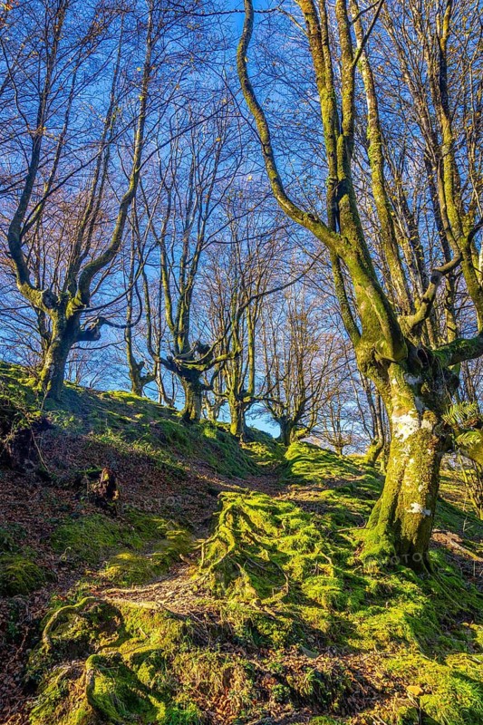 A beech forest on the summit of Mount Adarra in Urnieta. Gipuzkoa, Basque Country