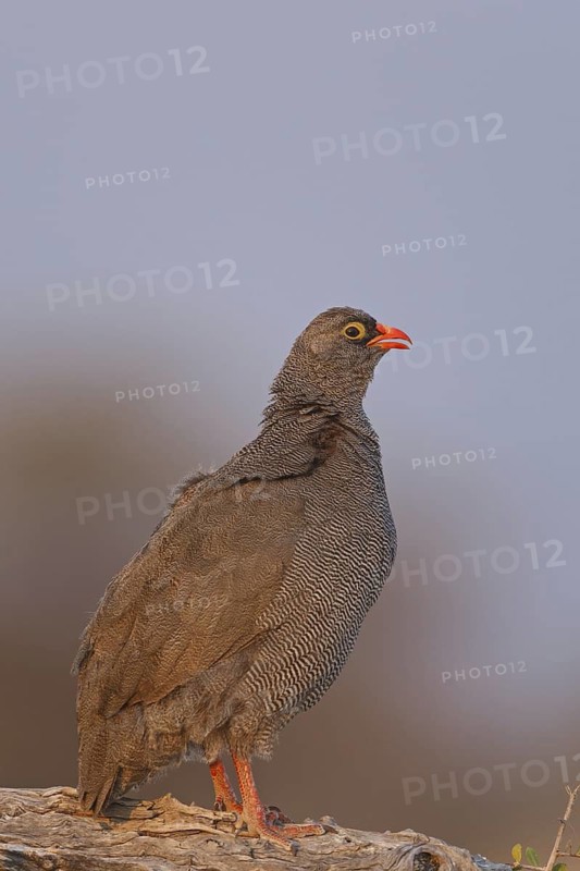 Red-billed Spurfowl (Pternistis adspersus), Oshikoto, Namibia