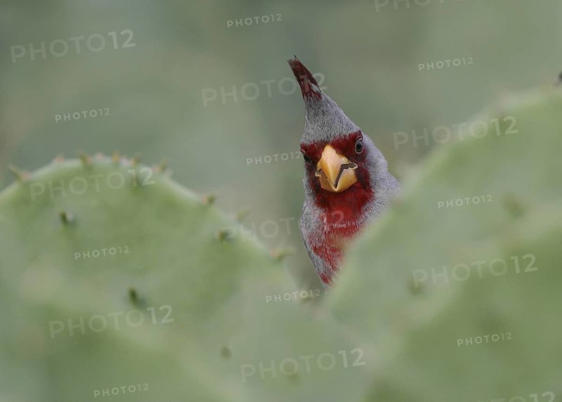 Pyrrhuloxia (Cardinalis sinuatus) male, Texas, USA