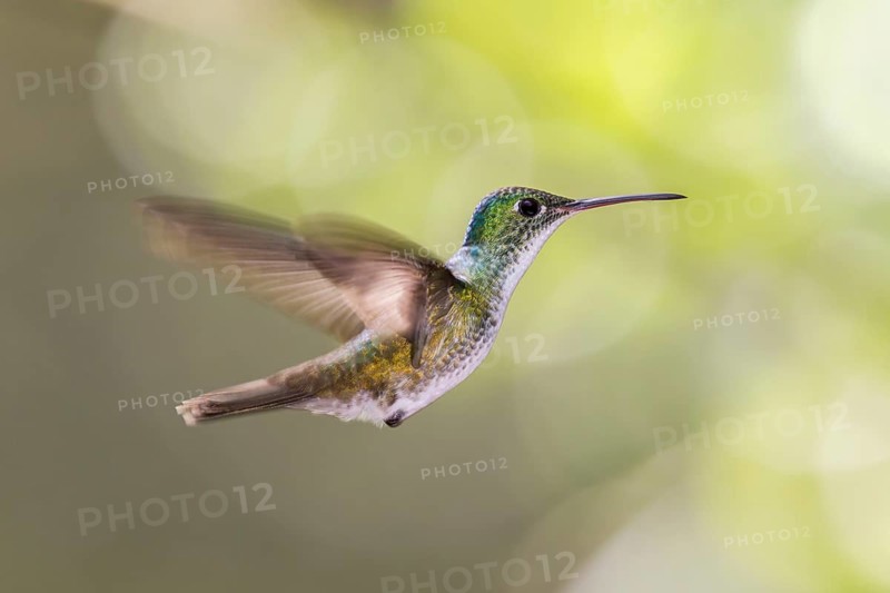 Andean Emerald (Amazilia franciae) flying, Alambi, Ecuador