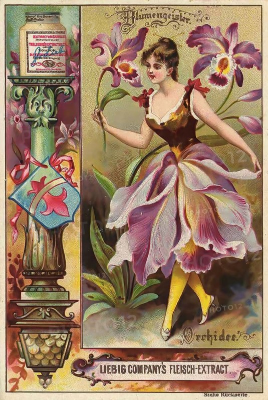 Picture series Flower spirits, woman with orchid, Liebig picture, digitally restored reproduction of a collector's picture from around 1900, public domain, exact date unknown, a woman dancing in an orchid-like dress, illustrated in vintage style