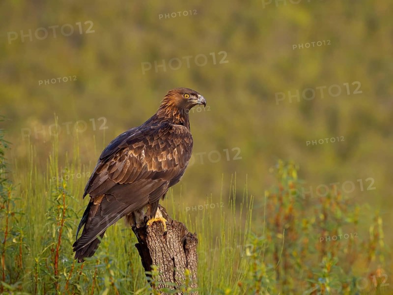 Golden Eagle, (Aquila chrysaetos), bird of prey, hawk family, perch, biotope, habitat, foraging, El Millaron Golden Eagle Hide, Salorino, Extremadura Caceres, Spain