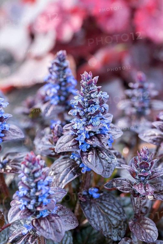 Blue bugle (Ajuga reptans 'Elmblut'),  Germany