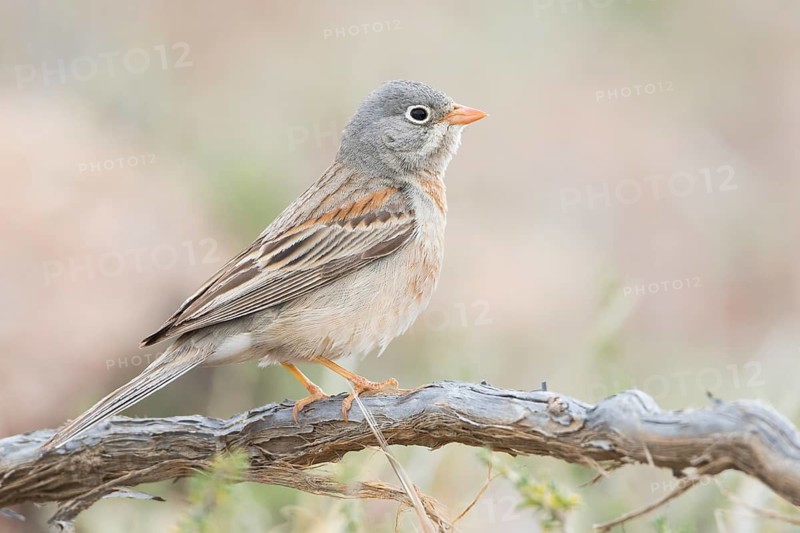 Grey-necked Bunting - Steinortolan - Emberiza buchanani, Kyrgyzstan, adult male