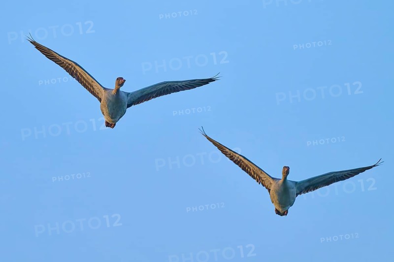 Two geese flying synchronously in the blue sky, greylag goose (Anser anser), spring, bird island, Altmühlsee, Muhr am See, Gunzenhausen, Franconian Lake District, Bavaria, Germany