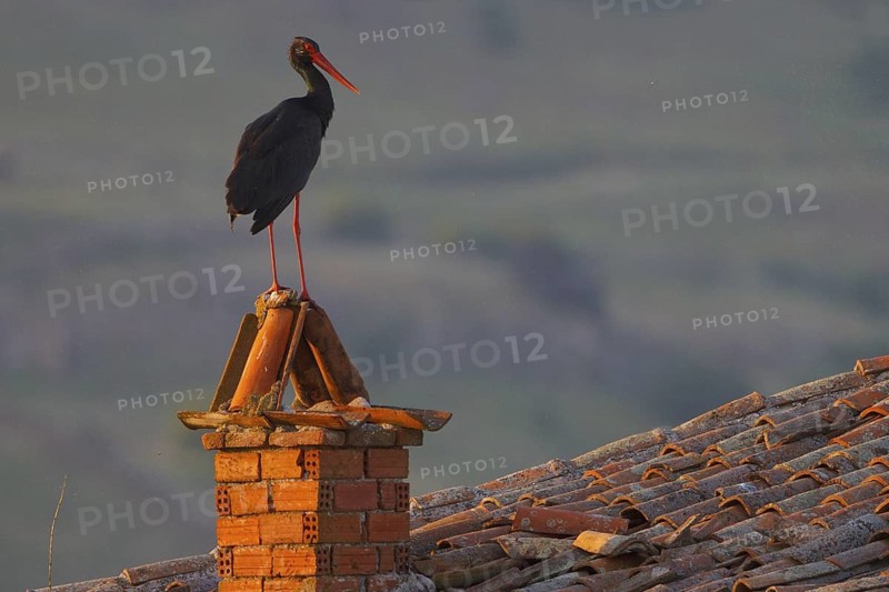 Black Stork (Ciconia nigra), Greece
