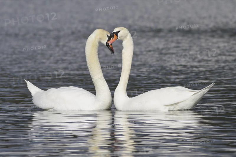 Mute Swan (Cygnus olor), British Columbia, Canada