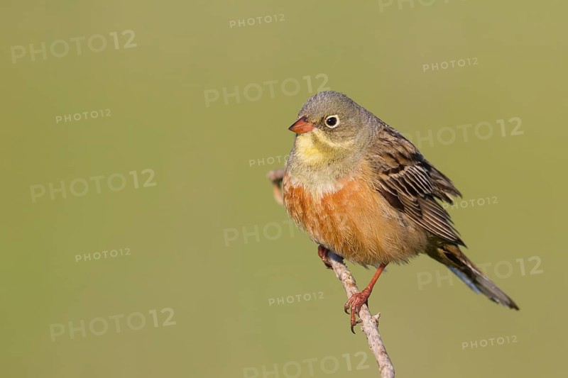 Ortolan Bunting - Ortolan - Emberiza hortulana, Kazakhstan, adult male