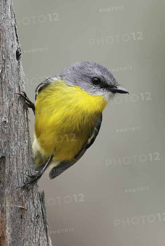 Eastern Yellow Robin (Eopsaltria australis), Victoria, Australia