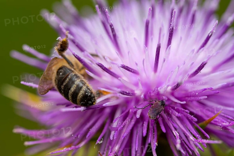 A bee gathers pollen from a purple silybum marianum flower in a detailed macro shot. The intricate structures of the flower and insect showcase nature vibrant detail
